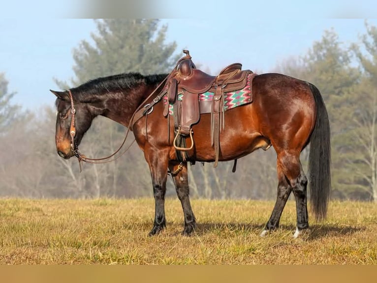 American Quarter Horse Ruin 12 Jaar 150 cm Roodbruin in Clarion