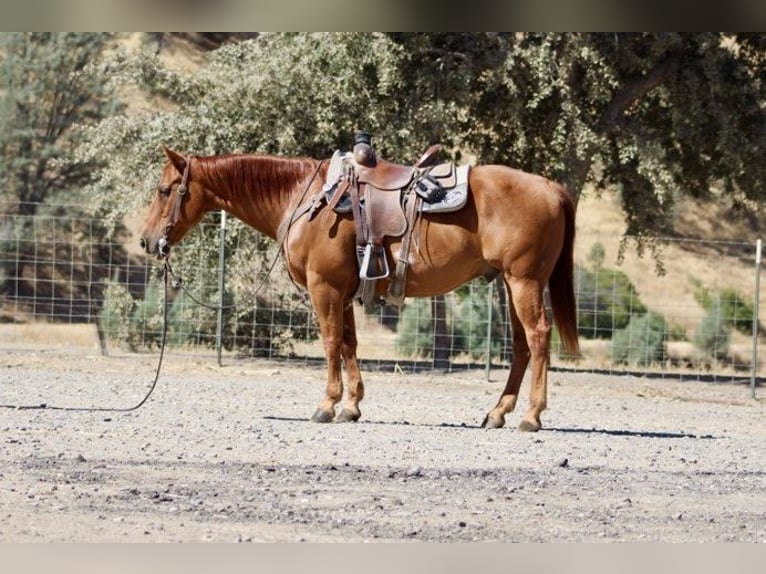 American Quarter Horse Ruin 12 Jaar 150 cm Roodvos in Paicines, CA