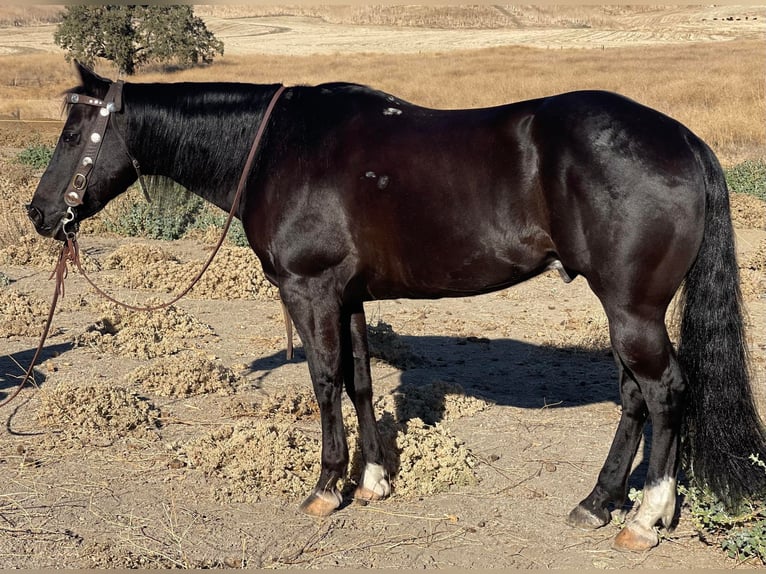 American Quarter Horse Ruin 12 Jaar 150 cm Zwart in Paicines CA