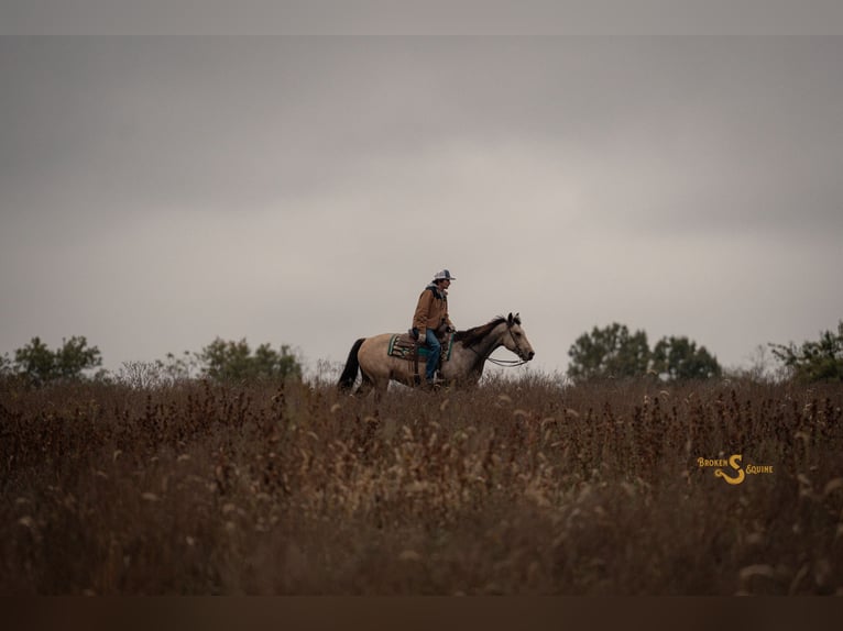 American Quarter Horse Ruin 12 Jaar 152 cm Buckskin in Bogard