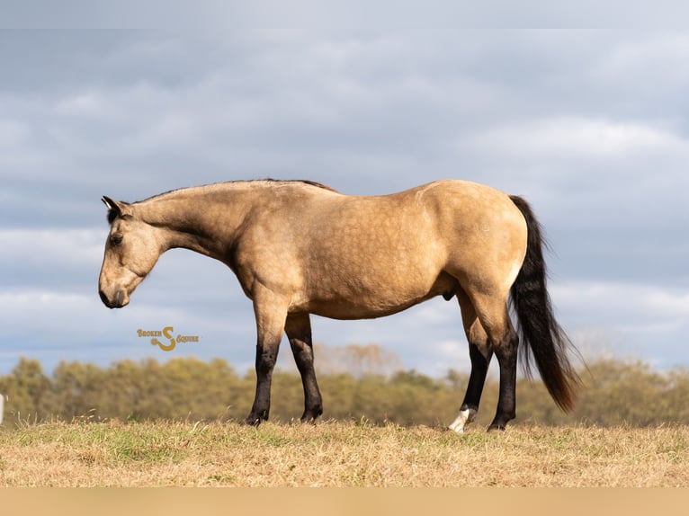 American Quarter Horse Ruin 12 Jaar 152 cm Buckskin in Bogard