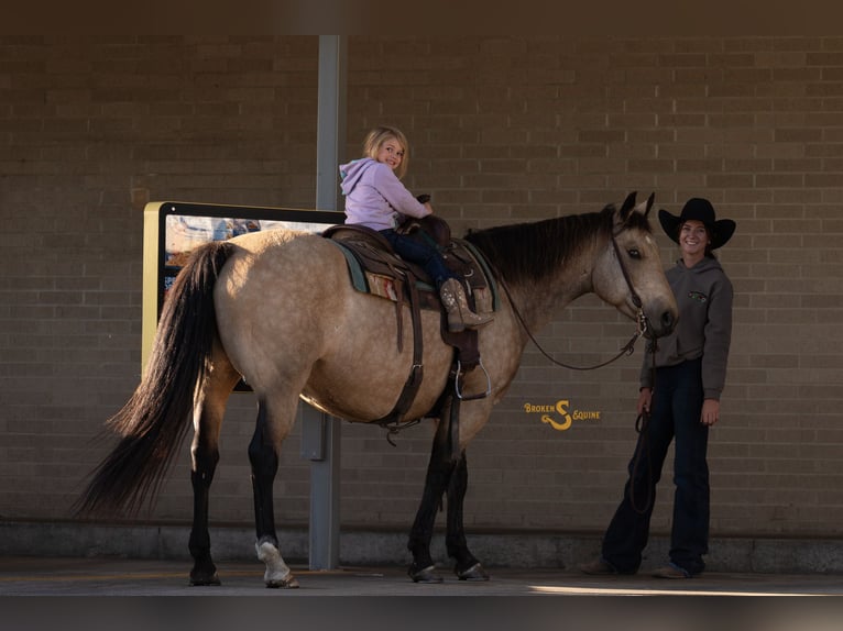 American Quarter Horse Ruin 12 Jaar 152 cm Buckskin in Bogard