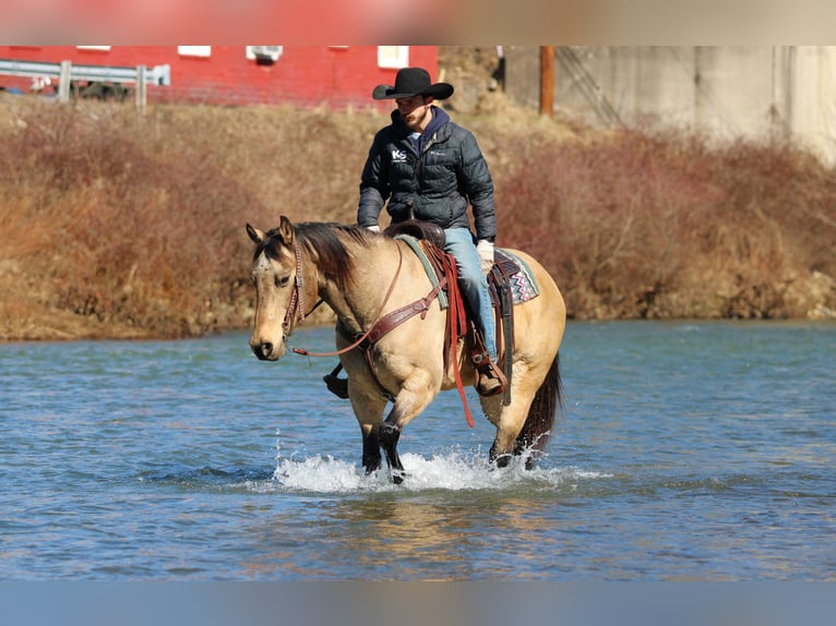 American Quarter Horse Ruin 12 Jaar 152 cm Buckskin in Clarion