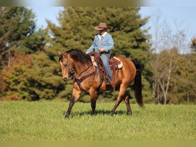 American Quarter Horse Ruin 12 Jaar 152 cm Buckskin in Clarion