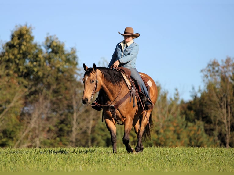 American Quarter Horse Ruin 12 Jaar 152 cm Buckskin in Clarion