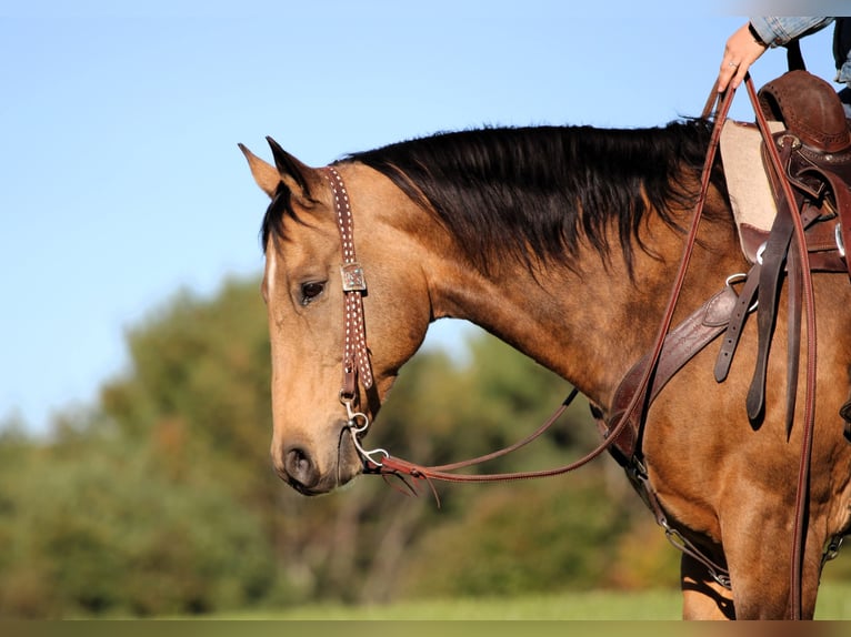 American Quarter Horse Ruin 12 Jaar 152 cm Buckskin in Clarion