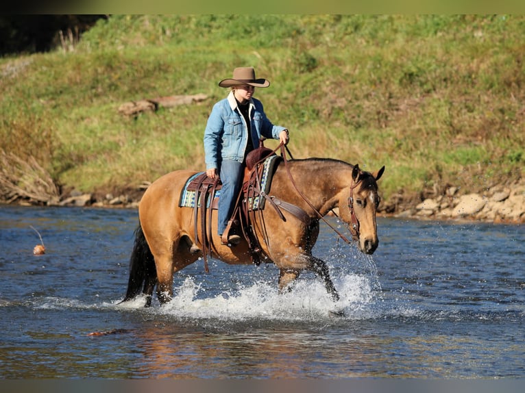 American Quarter Horse Ruin 12 Jaar 152 cm Buckskin in Clarion