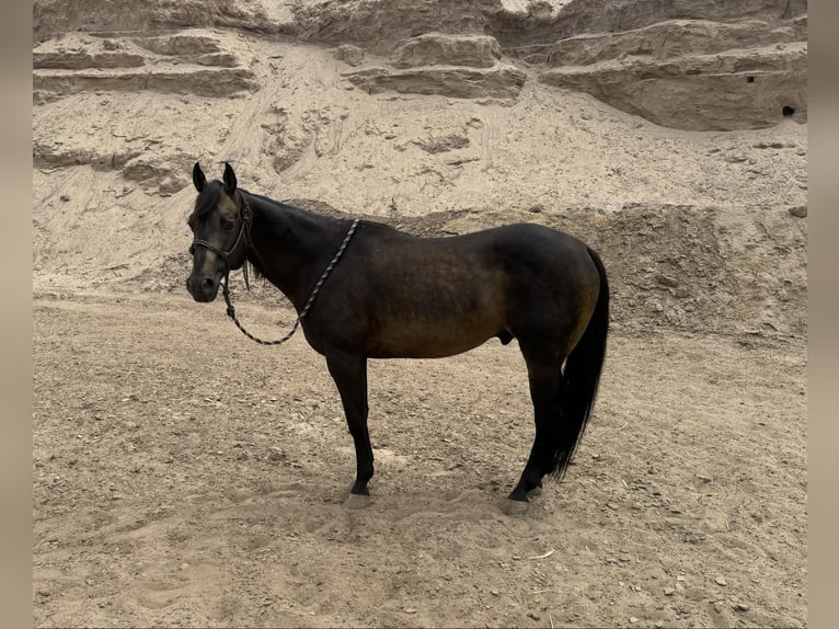 American Quarter Horse Ruin 12 Jaar 152 cm Buckskin in El Paso TX