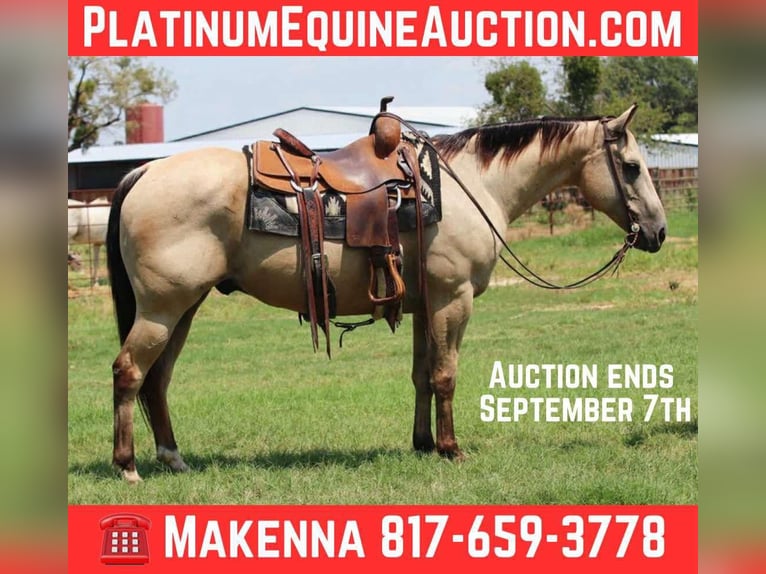 American Quarter Horse Ruin 12 Jaar 152 cm Buckskin in Lipan TX