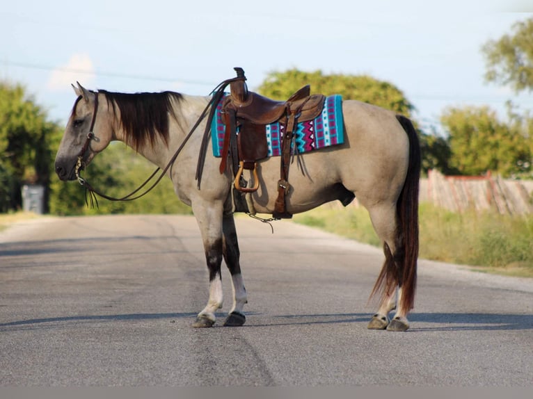 American Quarter Horse Ruin 12 Jaar 152 cm Buckskin in Stephenville TX