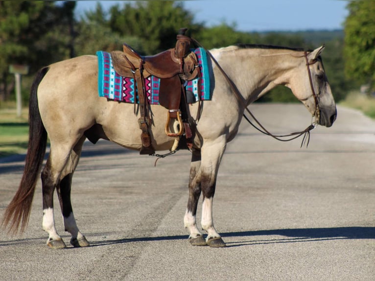 American Quarter Horse Ruin 12 Jaar 152 cm Buckskin in Stephenville TX