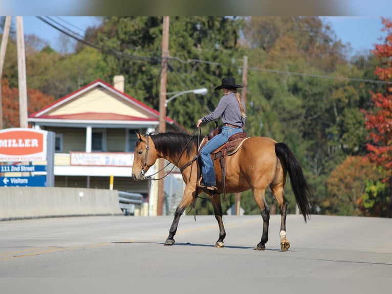 American Quarter Horse Ruin 12 Jaar 152 cm Buckskin in Clarion