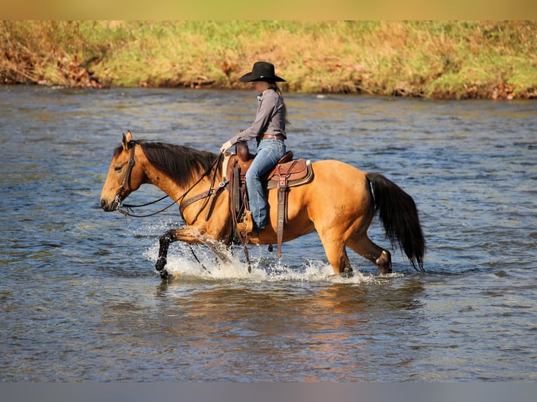 American Quarter Horse Ruin 12 Jaar 152 cm Buckskin in Clarion