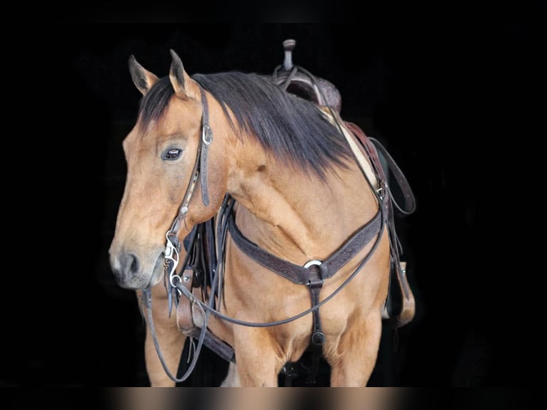 American Quarter Horse Ruin 12 Jaar 152 cm Buckskin in Clarion
