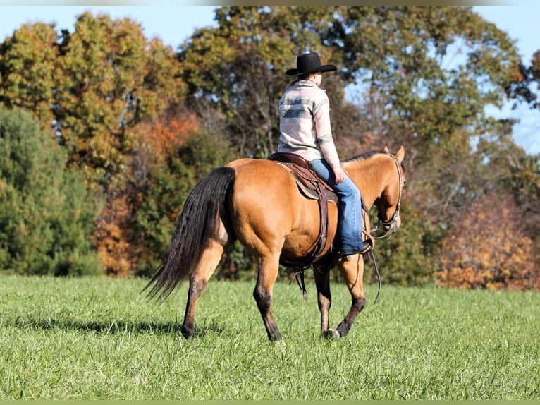 American Quarter Horse Ruin 12 Jaar 152 cm Buckskin in Clarion
