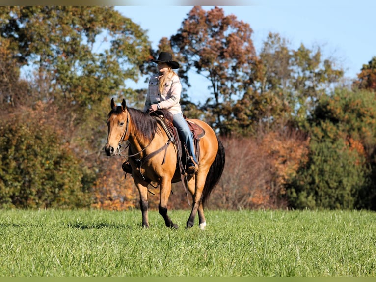 American Quarter Horse Ruin 12 Jaar 152 cm Buckskin in Clarion
