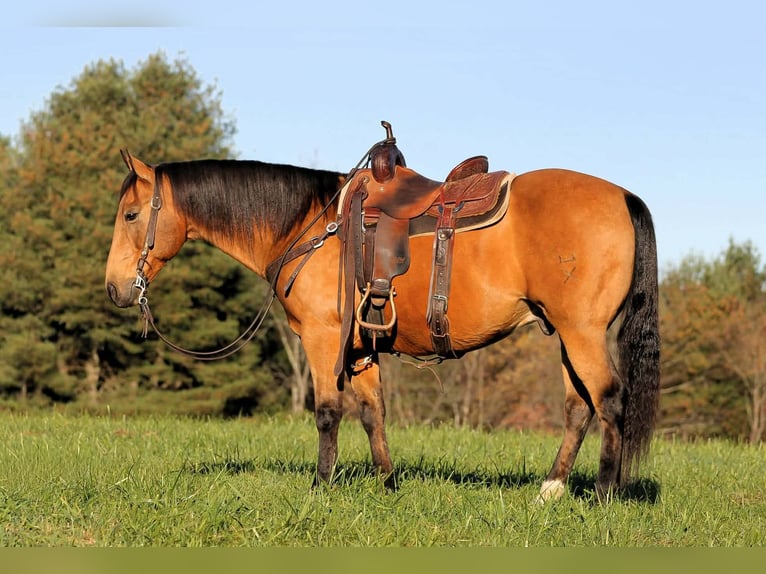American Quarter Horse Ruin 12 Jaar 152 cm Buckskin in Clarion