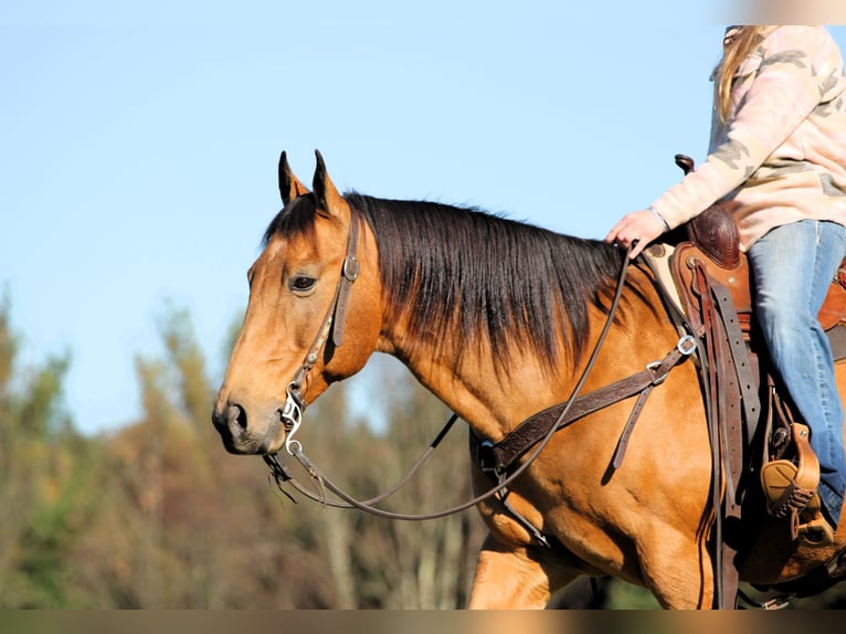 American Quarter Horse Ruin 12 Jaar 152 cm Buckskin in Clarion