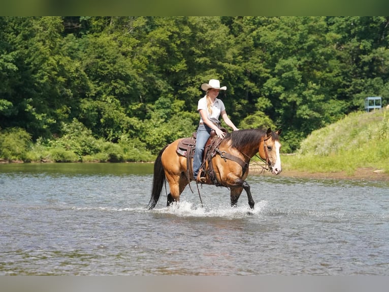 American Quarter Horse Ruin 12 Jaar 152 cm Buckskin in Clarion