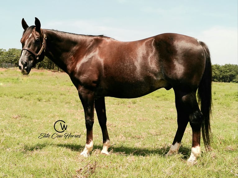 American Quarter Horse Ruin 12 Jaar 152 cm Donkere-vos in Healdton