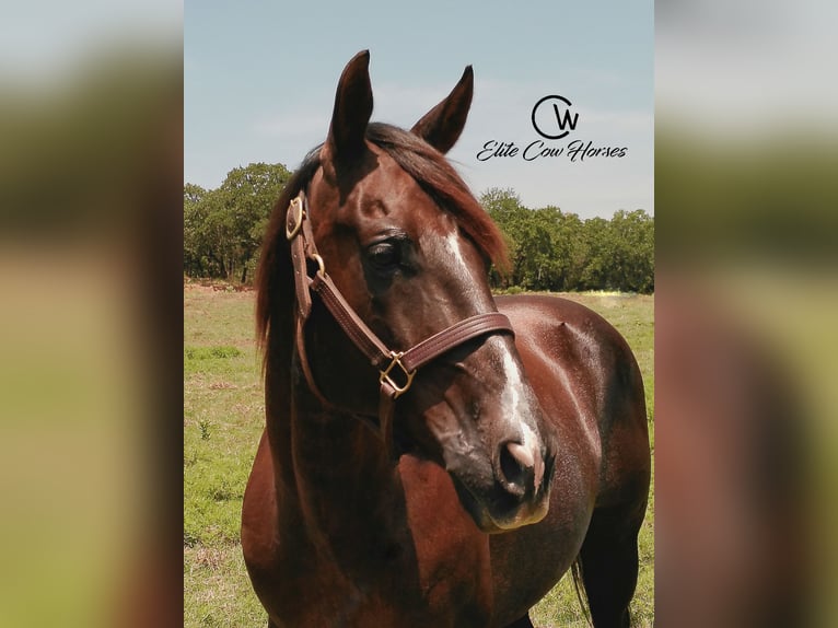 American Quarter Horse Ruin 12 Jaar 152 cm Donkere-vos in Healdton