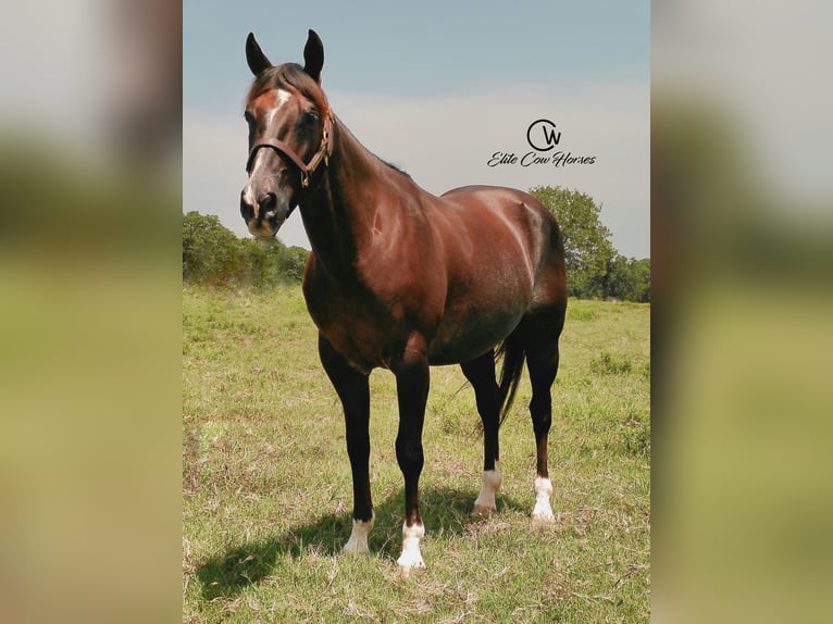 American Quarter Horse Ruin 12 Jaar 152 cm Donkere-vos in Healdton