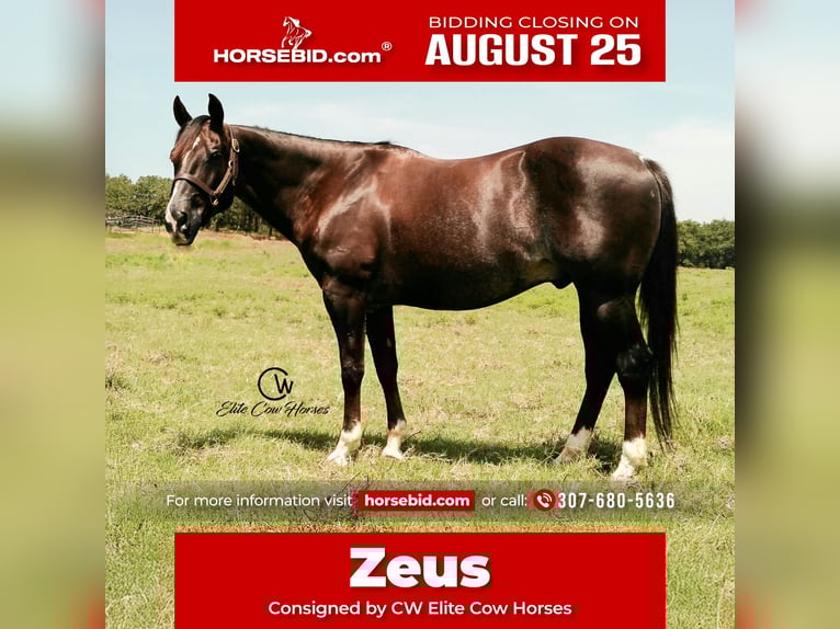 American Quarter Horse Ruin 12 Jaar 152 cm Donkere-vos in Healdton