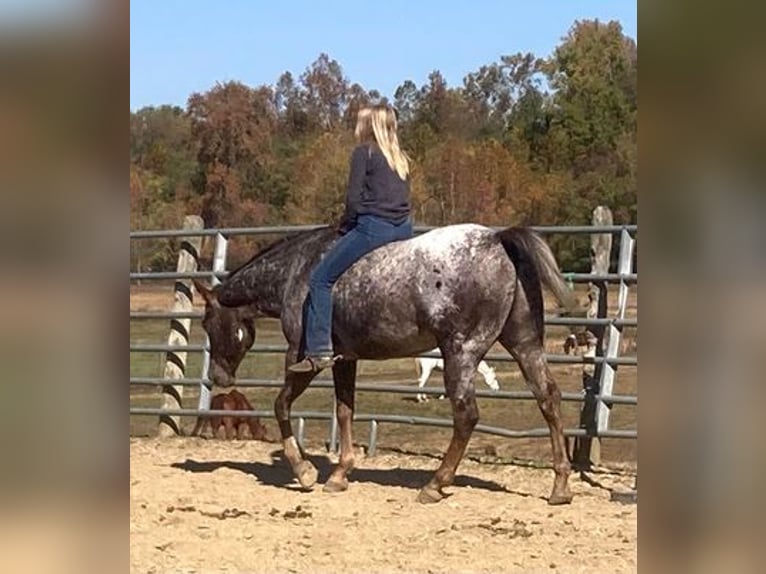 American Quarter Horse Ruin 12 Jaar 152 cm Donkere-vos in Borden, IN