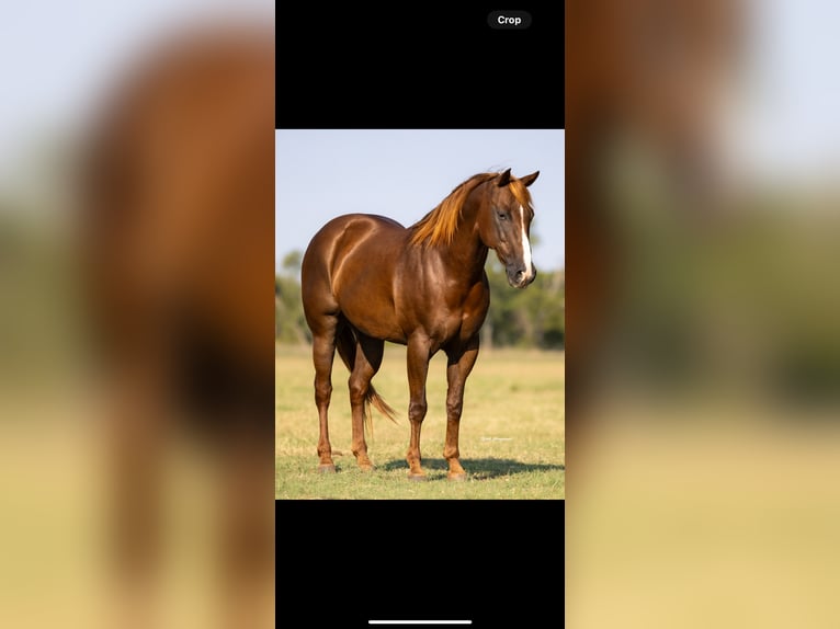 American Quarter Horse Ruin 12 Jaar 152 cm Donkere-vos in Crescent