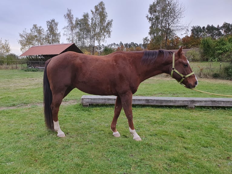 American Quarter Horse Ruin 12 Jaar 152 cm Donkere-vos in Uehlfeld