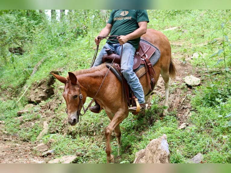 American Quarter Horse Ruin 12 Jaar 152 cm Donkere-vos in Brooksville KY