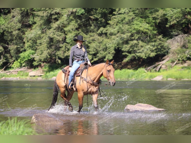 American Quarter Horse Ruin 12 Jaar 152 cm Falbe in Clarion, PA