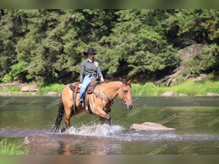 American Quarter Horse Ruin 12 Jaar 152 cm Falbe in Clarion, PA