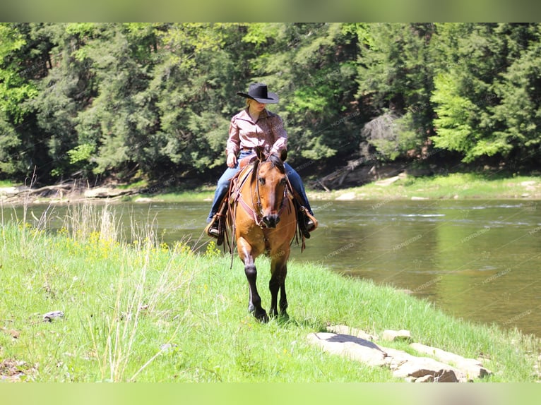 American Quarter Horse Ruin 12 Jaar 152 cm Falbe in Shippenville