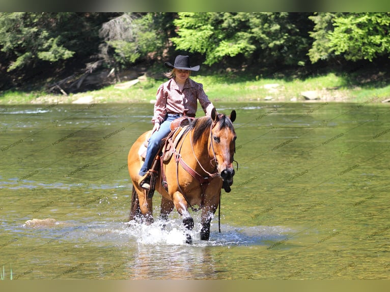 American Quarter Horse Ruin 12 Jaar 152 cm Falbe in Shippenville