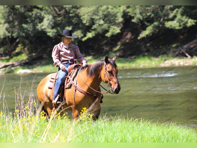 American Quarter Horse Ruin 12 Jaar 152 cm Falbe in Shippenville