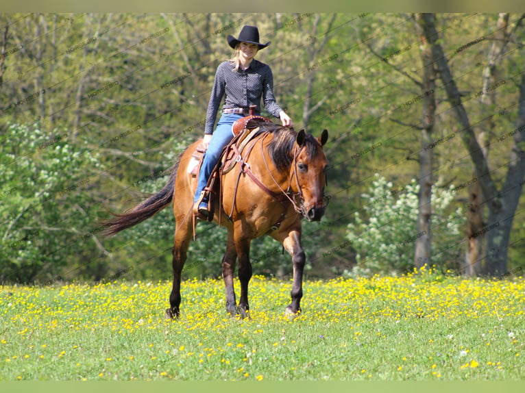 American Quarter Horse Ruin 12 Jaar 152 cm Falbe in Shippenville