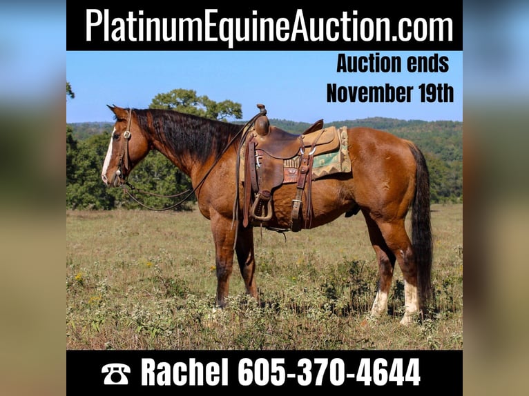 American Quarter Horse Ruin 12 Jaar 152 cm Falbe in Rusk TX