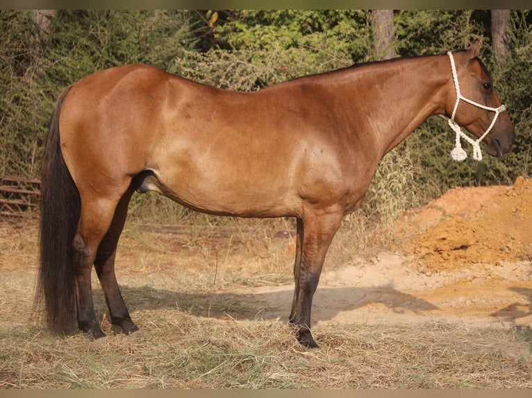 American Quarter Horse Ruin 12 Jaar 152 cm Falbe in Rusk TX