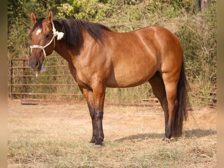 American Quarter Horse Ruin 12 Jaar 152 cm Falbe in Rusk TX