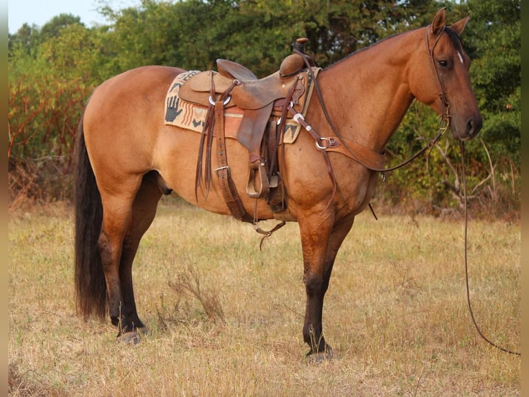 American Quarter Horse Ruin 12 Jaar 152 cm Falbe in Rusk TX