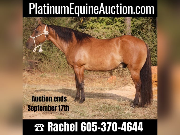 American Quarter Horse Ruin 12 Jaar 152 cm Falbe in Rusk TX