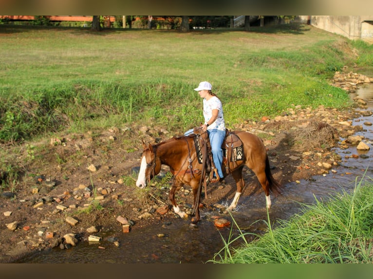 American Quarter Horse Ruin 12 Jaar 152 cm Falbe in Rusk TX