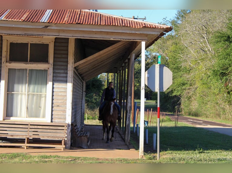 American Quarter Horse Ruin 12 Jaar 152 cm Falbe in Rusk TX