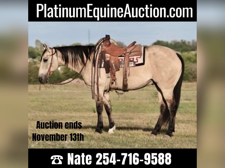 American Quarter Horse Ruin 12 Jaar 152 cm Falbe in Waco TX