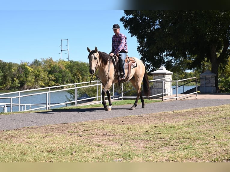 American Quarter Horse Ruin 12 Jaar 152 cm Falbe in Waco TX