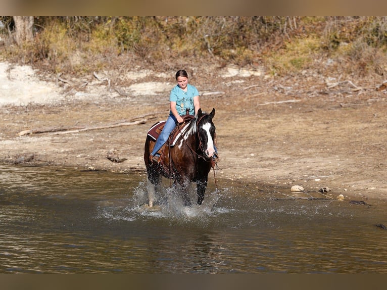 American Quarter Horse Ruin 12 Jaar 152 cm Gevlekt-paard in Forney