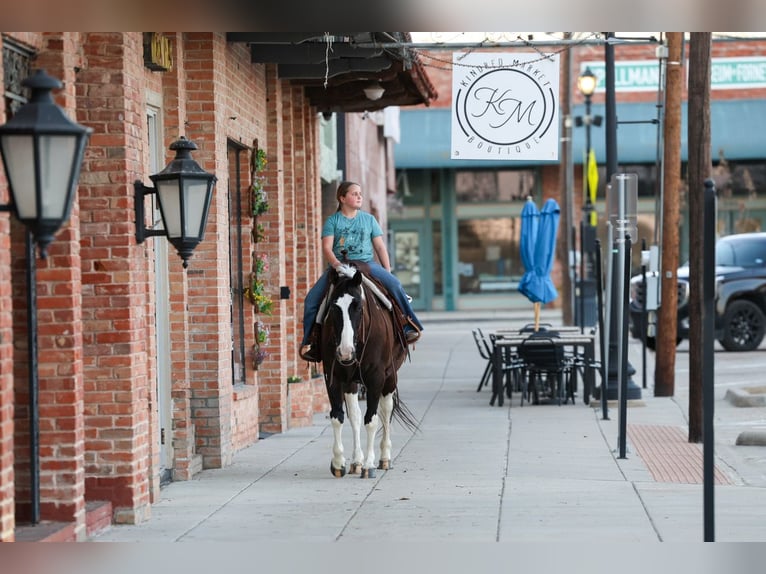 American Quarter Horse Ruin 12 Jaar 152 cm Gevlekt-paard in Forney