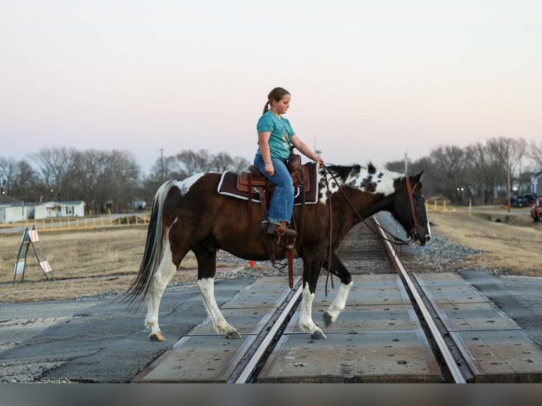 American Quarter Horse Ruin 12 Jaar 152 cm Gevlekt-paard in Forney
