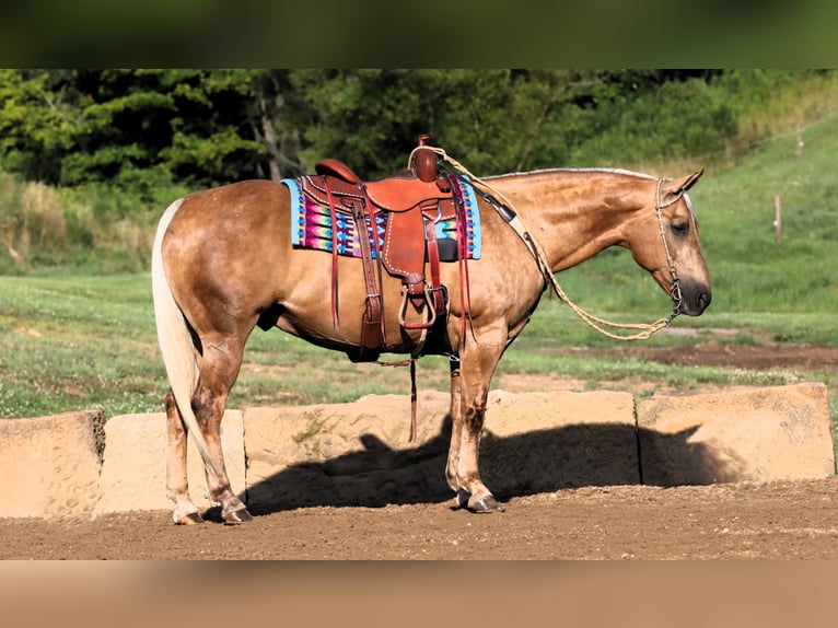 American Quarter Horse Ruin 12 Jaar 152 cm Palomino in Millersburg, OH